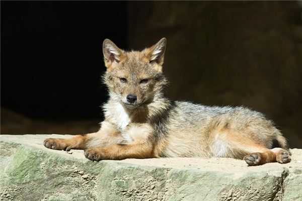 What Do Coyotes Symbolize in Dreams and How to Interpret the Meaning
