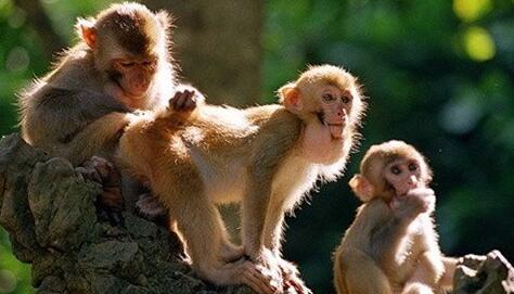 What Do Different expressions of monkeys Symbolize in Dreams and How to Interpret the Meaning