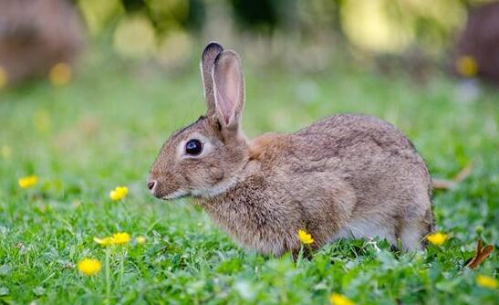 What Do Bunny Symbolize in Dreams and How to Interpret the Meaning