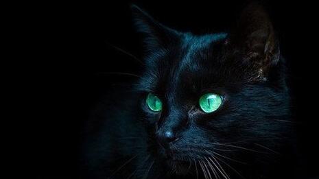 What Do Black cat covered in blood Symbolize in Dreams and How to Interpret the Meaning