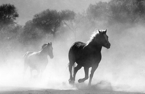 What Do horse Symbolize in Dreams and How to Interpret the Meaning