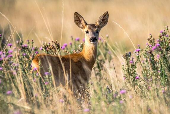 What Do Deer rabbit Symbolize in Dreams and How to Interpret the Meaning