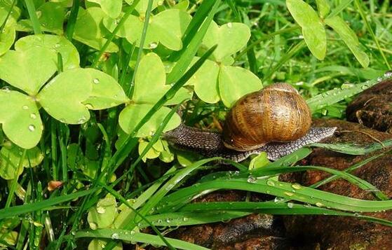 What Do River Snail Symbolize in Dreams and How to Interpret the Meaning