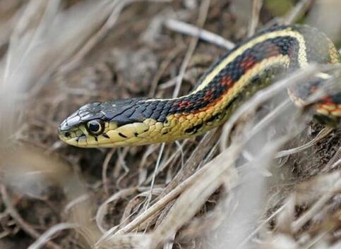 What Do a group of snakes Symbolize in Dreams and How to Interpret the Meaning