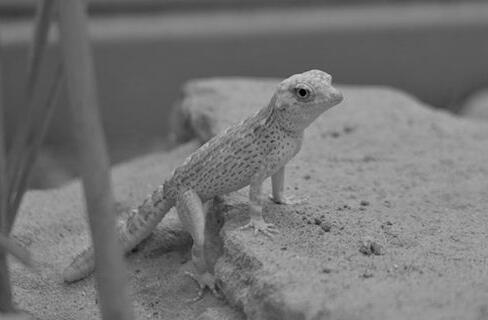 What Do Gecko Symbolize in Dreams and How to Interpret the Meaning
