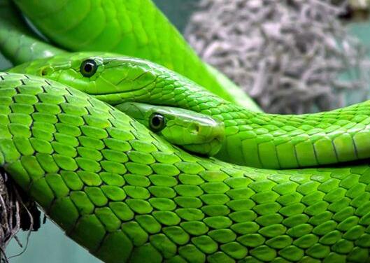 What Do Snake Symbolize in Dreams and How to Interpret the Meaning