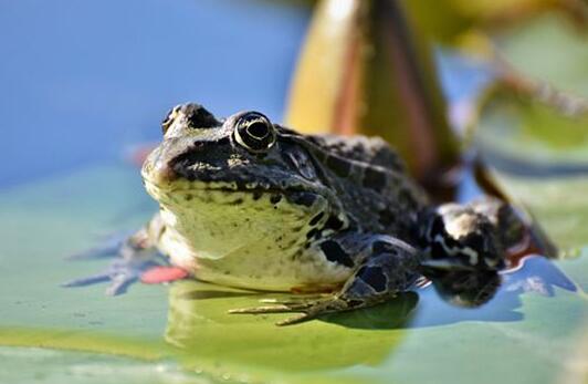 What Do Toad Symbolize in Dreams and How to Interpret the Meaning