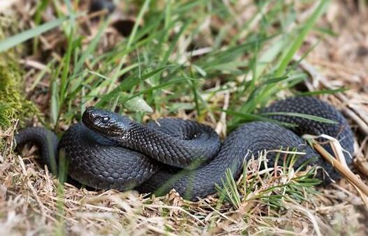 What Do Black Snake Symbolize in Dreams and How to Interpret the Meaning