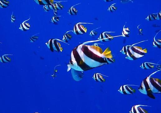 What Do Many Fish Symbolize in Dreams and How to Interpret the Meaning