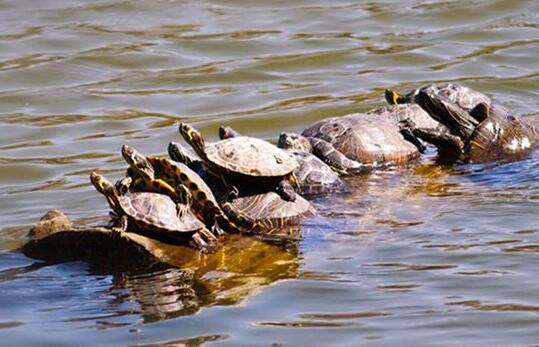 A case study of dreaming of a turtle