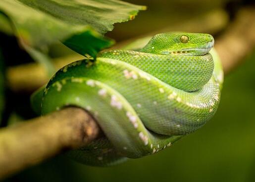 A case study of dreaming of a green snake