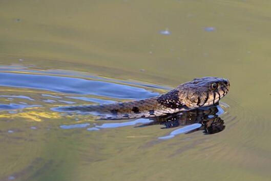 Dreaming of a case study of bathing a snake