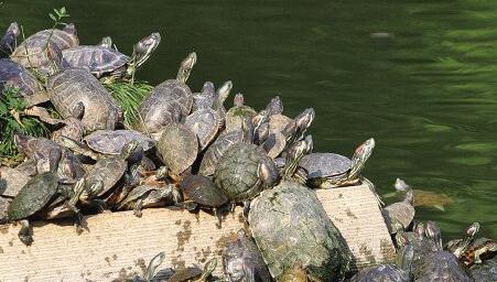 A case study of dreaming of turtles basking in the sun