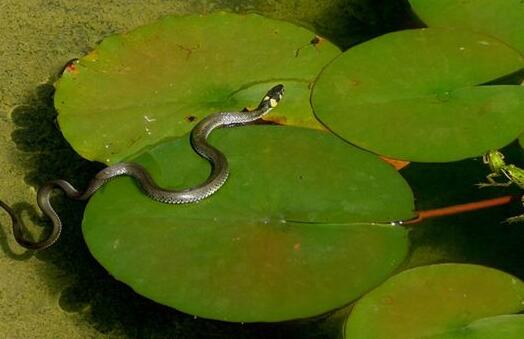 Dreaming of a case study chased by a snake