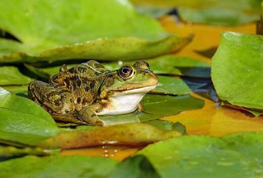 A case study of dreaming of frog cry