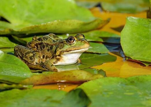 Dreaming of a frog case study