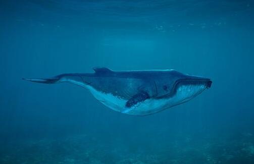 A case study of dreaming about whales