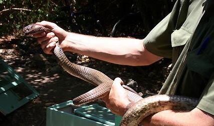 A Case Study of Dreaming of Snake Eating Snake Meat