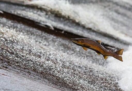 A case study of dreaming of fish jumping out of the water