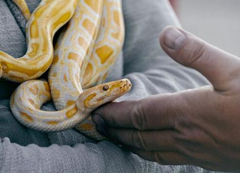 A case study of dreaming about a snake swimming in the water