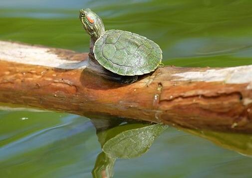 A case study of dreaming of turtle eating fish