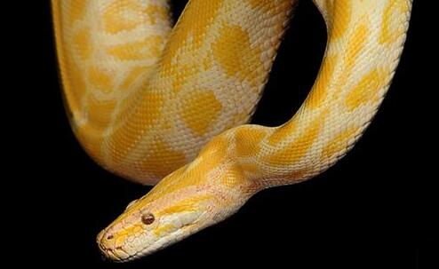 Dreaming of a case study of a golden python
