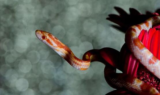 A case study of dreaming of a flower snake