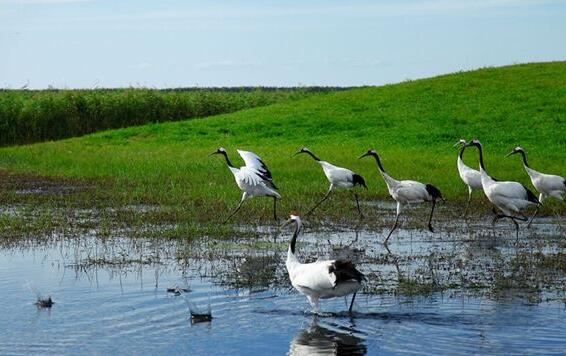 Dreaming of a case study of red-crowned crane