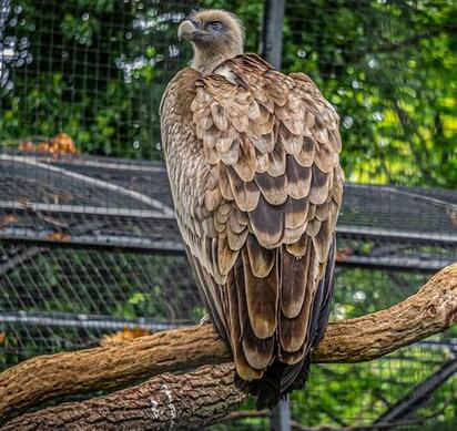 Dreaming of a case study of a vulture