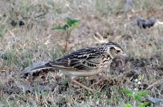 A case study of dreaming of a lark