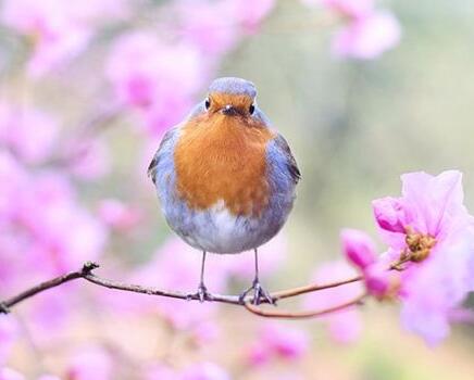 Case study of dreaming birds