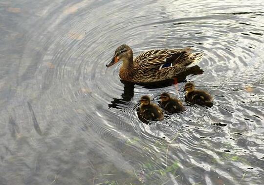 A case study of dreaming wild ducks