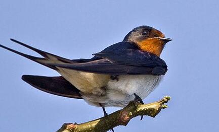 Dreaming of a case study of swallows