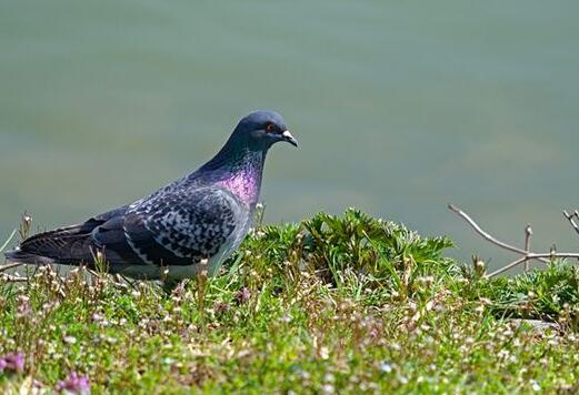 A case study of dreaming about pigeons