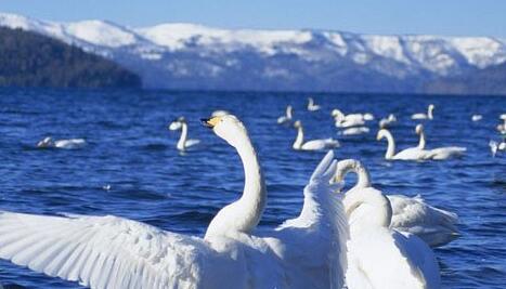A case study of dreaming of a swan swaying over the lake