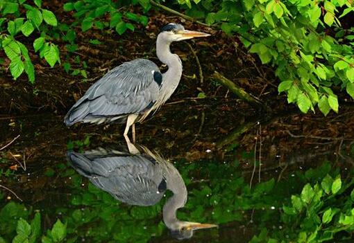 A case study of dreaming of waterfowl