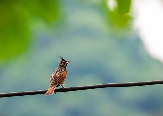 A case study of dreaming of a bird