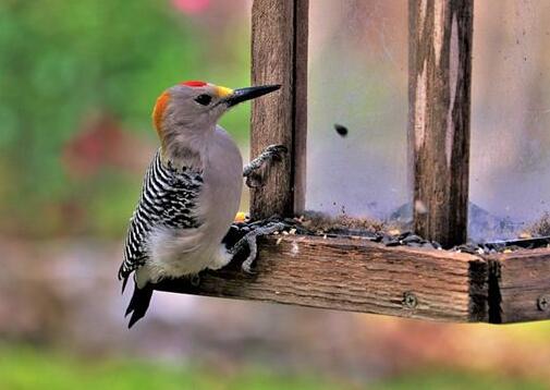 Dreaming of a case study of a woodpecker