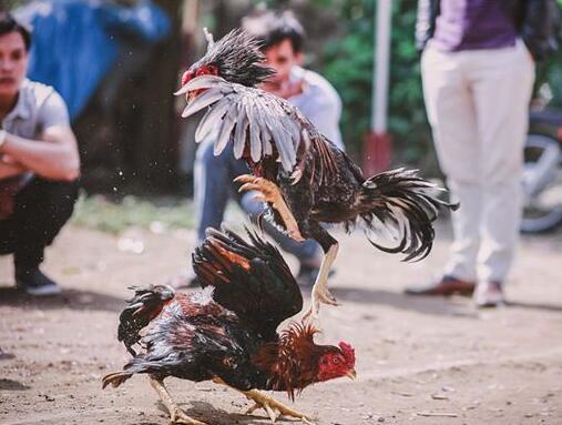 A case study of dreaming of cockfighting