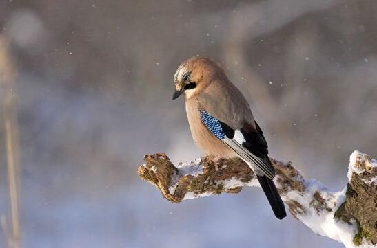 A case study of dreaming of a robin