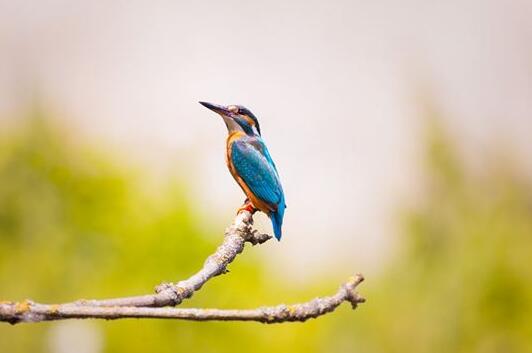 A case study of dreaming of kingfisher
