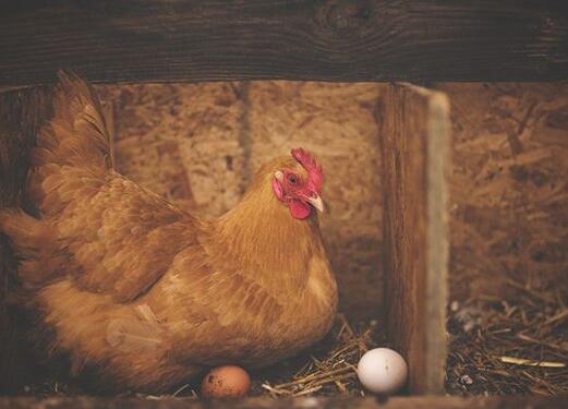 A case study of dreaming about hens