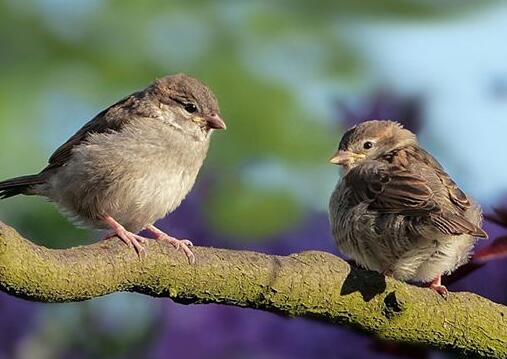 A case study of dreaming of a sparrow