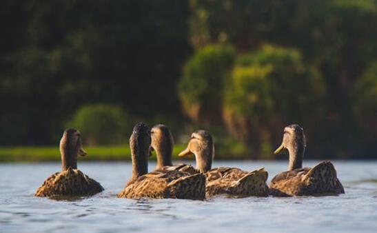 A case study of dreaming about ducks