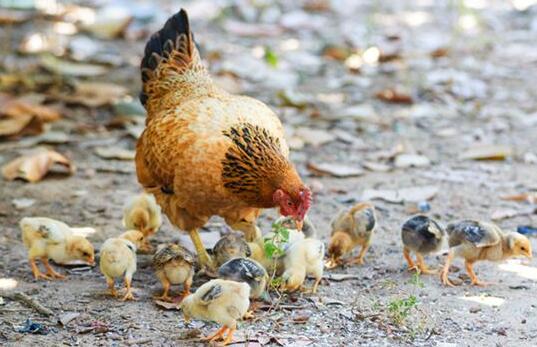 A case study of dreaming about chicken