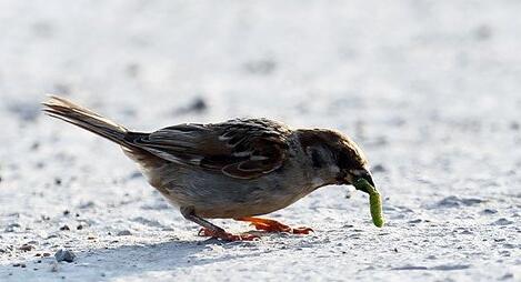 A case study of dreaming of sparrows eating insects