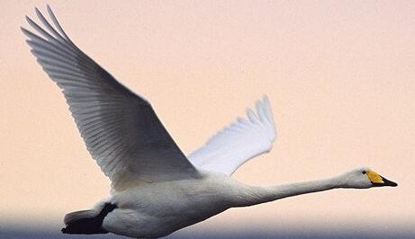 A case study of dreaming of a swan flying in the air