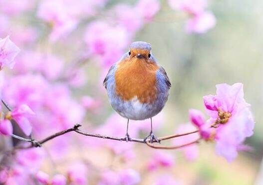 A case study of dreaming of birdsong