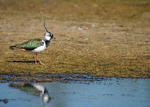 Dreaming of a case study of Mallard