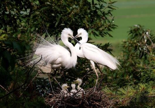 A case study of dreaming egrets